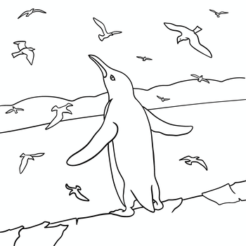 Ako začal tučniak Tuli lietať