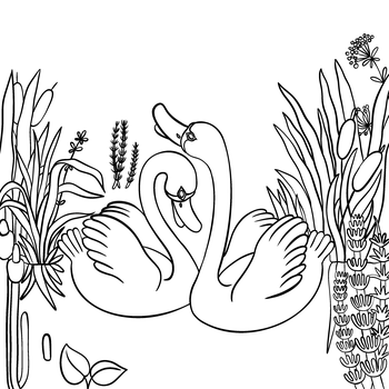 O zaľúbených labutiach